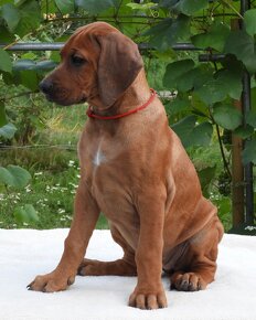 Rhodesian Ridgeback piękne szczenięta wystawowe FCI. - 9