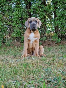 Cane Corso Italiano Puppies (FCI) - 9