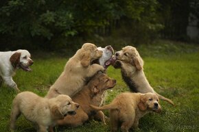 golden retriever - 9