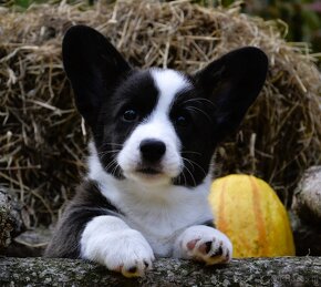 Welsh Corgi Cardigan FCI - 9