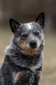 ACD Australijski pies pasterski  AUSTRALIAN CATTLE DOG - 9