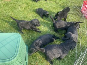 Flat coated retriever štěňata s PP - 9