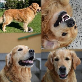 golden retriever - 9