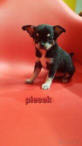 Piesk chihuahua Tricolor - 9