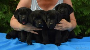 Labrador retriever čierny - 9