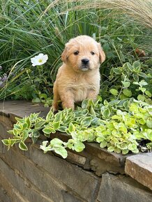 Szczenięta Golden Retriver - 9