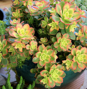 Aeonium – piękny sukulent na taras, do oranżerii lub mieszka - 9