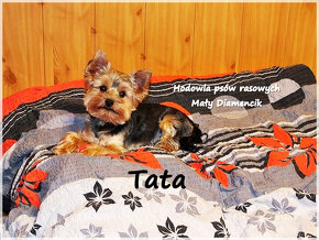 Yorkshire Terrier Bardzo malutki piesek York z Rodowodem - 9