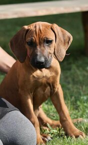 rhodesian ridgeback przepiekna suczka - 9