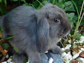 Niebieskie baranki mini lop samiczki - 9