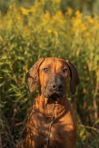 Piękne Rhodesian ridgeback - 9