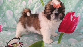 Shih Tzu - 9